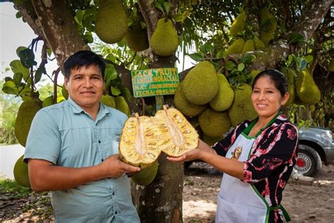 que es la jifruta|Jackfruit: la fruta de moda que parece carne .